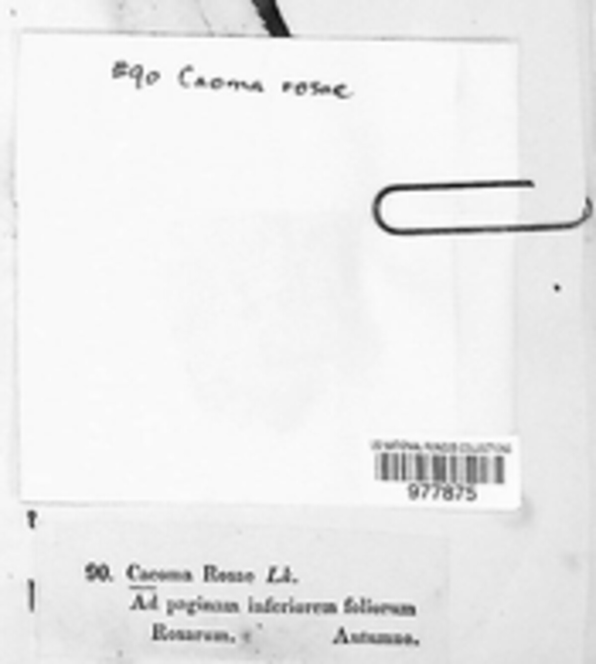 Caeoma rosae image